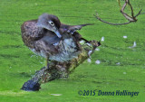 This Female Woodduck Had 7 ducklings with her!