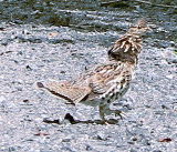 A Ruffed Grouse On My Dirt Road