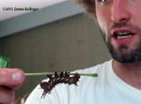 Hickory Horned Devil Caterpillar held by Sam Jaffe