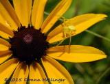 Crab Spider Waiting for a Fly