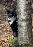 Jimi Smelling The Forest Scents