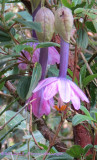Passiflora tripartita mollissima