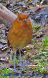 Rufous Antpitta