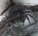 Audax  (jumping Spider  in the Study)