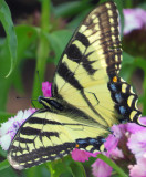 Sweet William with SwallowTail Butterfly