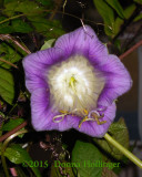 Cup and Saucer Vine