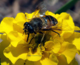 Hoverfly on a blanket flower