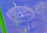 900.turtle.0343.copy.jpg