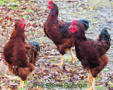 Three Roosters