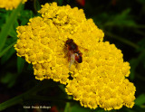 Yarrow with Syrphid Fly