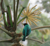 Green Honeycreeper on a Cecropia Tree