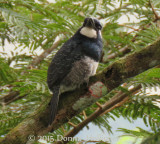 Black-breasted Puffird