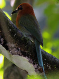 Broad-billed Motmot