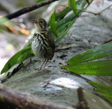 Streaked-chested Antpitta