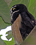 Spectacled Owl (immature has a buff breast)