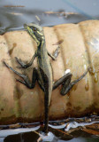 This (Basiliscus basiliscus) is a lizard found in Central and South America