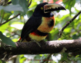 Collared Aracari 