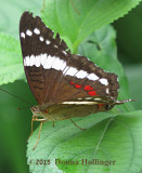 Banded Peacock (Anartia fatima)