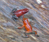 Poison Dart Frogs squaring off for a fight