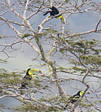 Three Keel-billed Toucans Decorating a tree