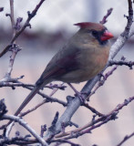 Immature Cardinal