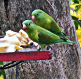 2 Orange-chinned Parakeets