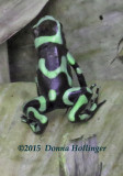 Poison Dart Frog hardly bigger than your thumb