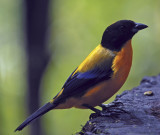 2012  Ecuador Birding Trip