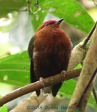 Club-winged Manakin 