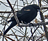 First Years BiColored Blackbirds At Bosque DelApache