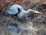 Great Blue Heron spotting prey