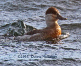 Female Ruddy Duck