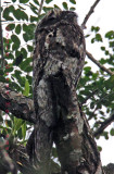 Common Potoo with his Eye Open!