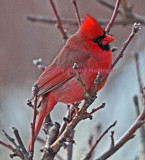 Male Cardinal at Cathy's House
