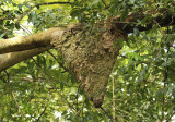 Termite Nest on a Tree 