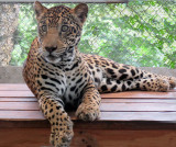 Fiona, A Rescued Jaguar in Panama  