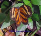 Butterfly in Gamboa Resort