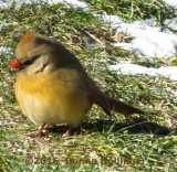 Female immature Cardinal Foraging