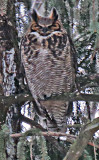 According to Sibley the Female Great Horned Owl is the More Colorfully Marked