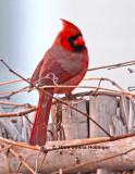 Male Cardinal at Cathy's