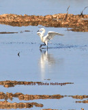 Reddish Egret Feeding Behaviour