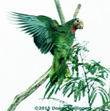 Cuban Parrot Landing at Dusk