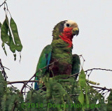 Cuban Parrot at Dusk (a lens correction helped the color)