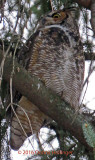 Female Great Horned Owl Went Hunting at 5:15