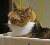 Maizie in the Box