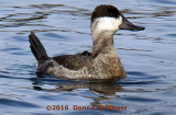 I am a Ruddy Duck Male