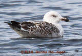 First Year Greater Black Backed Gull