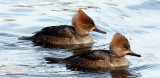 Two hooded mergansers, immatures