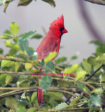 Male Cardinal in Holly