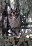 According to Sibley the Female Great Horned Owl is the More Colorfully Marked